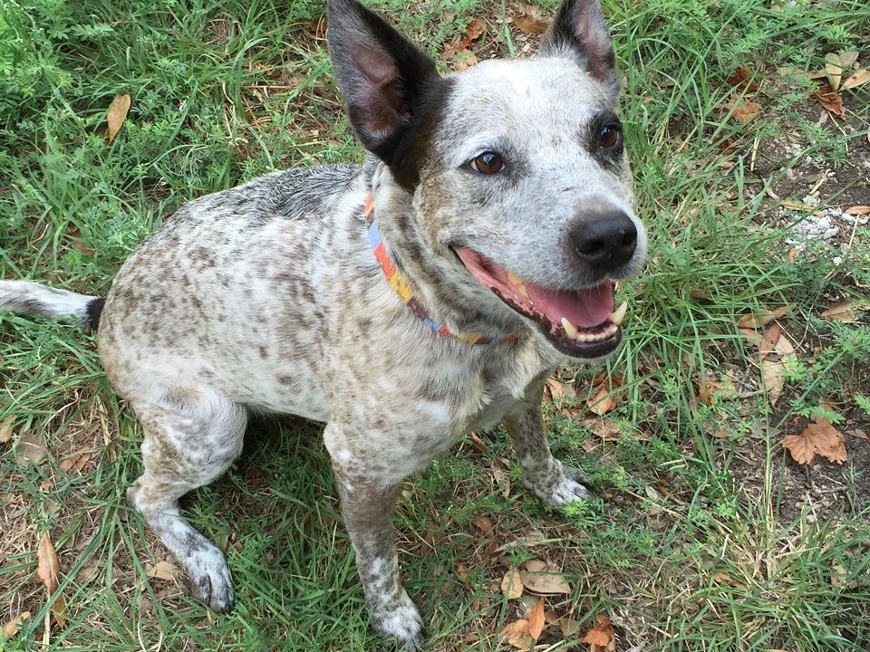 Jackpot - Available for Adoption in TX | Blue Dog Rescue